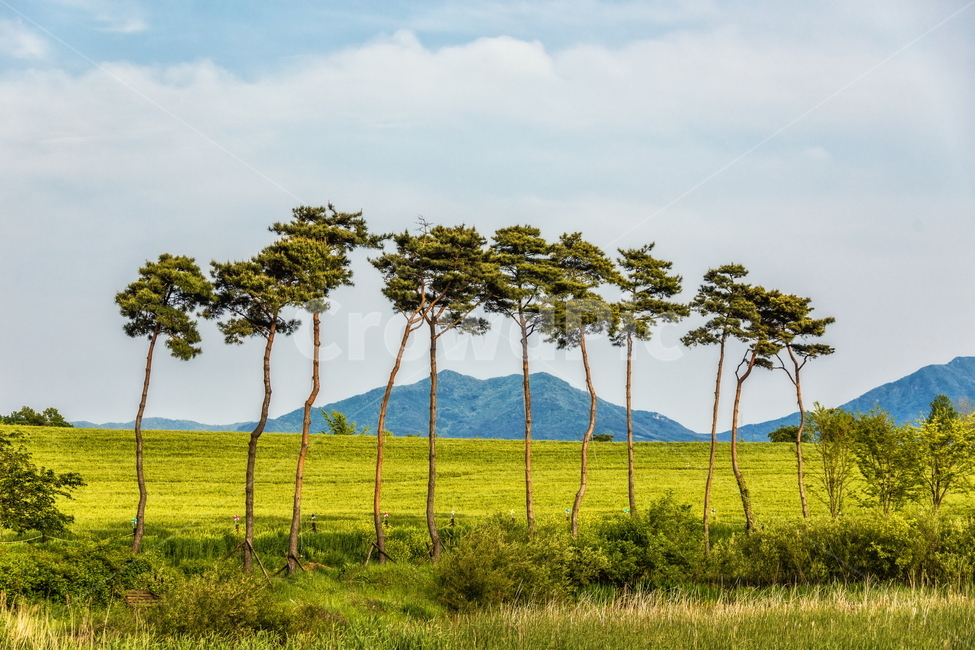 청보리,청보리밭,보리,풍경,landscape,고창청보리밭,봄,자연,풍경,nature,landscape,산업,industry,industrial,농업,농사,agriculture,farming,farming industry,grassland,목초지,field,들,outdoors,옥외