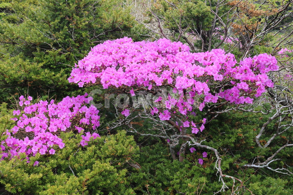 제주도,한라산,진달래,야생화,분홍꽃,봄,풍경,초록,연분홍,계절,식물,자연,꽃,핑크,나무,플라워,산속