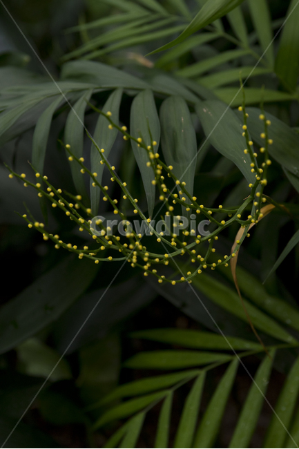 꽃,플라워,flower,식물원,flowergarden,접사,macro,micro,식물,자연,plants,nature,꽃,flower