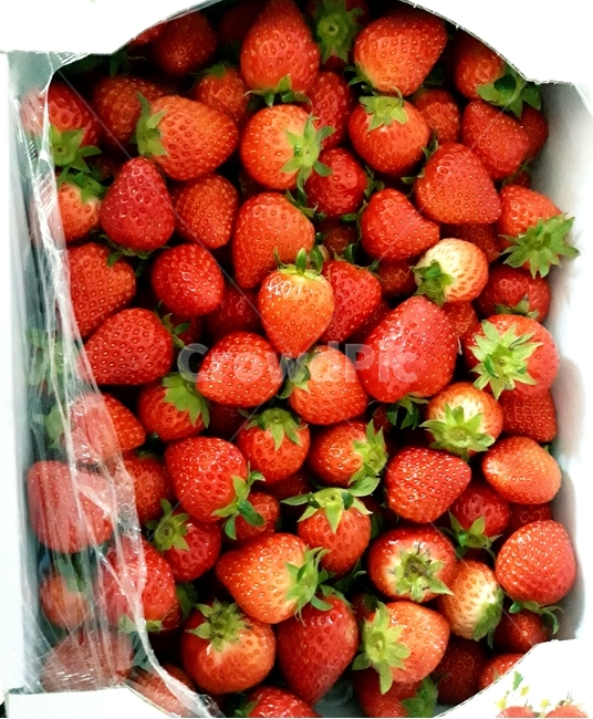 딸기,strawberry,과채류,빨강,장미과,빨간맛