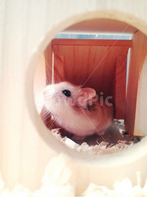 햄스터,동물,Pet,애완동물,애완햄스터,톱밥,집,햄찌,동물,animal,포유류,mammal
