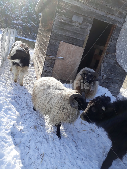 양떼,양농장,양목장,양치기,양털,눈,animal,동물,mammal,포유류,sheep,양,겨울,계절,winter,season,동물,animal,포유류,mammal