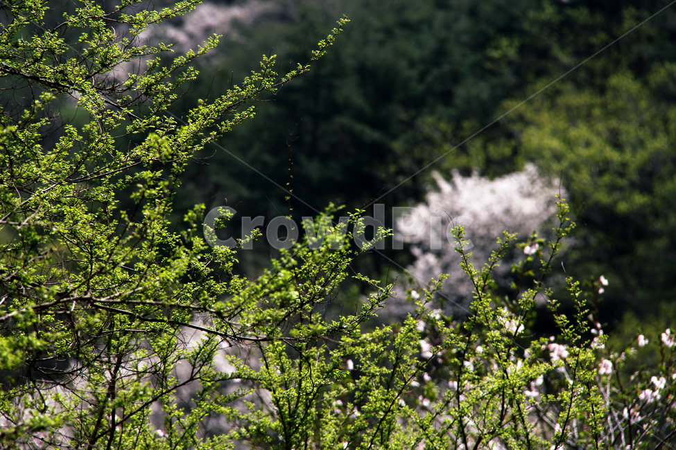 자연,꽃,식물,숲,풍경,봄,봄숲,자연,풍경,nature,landscape