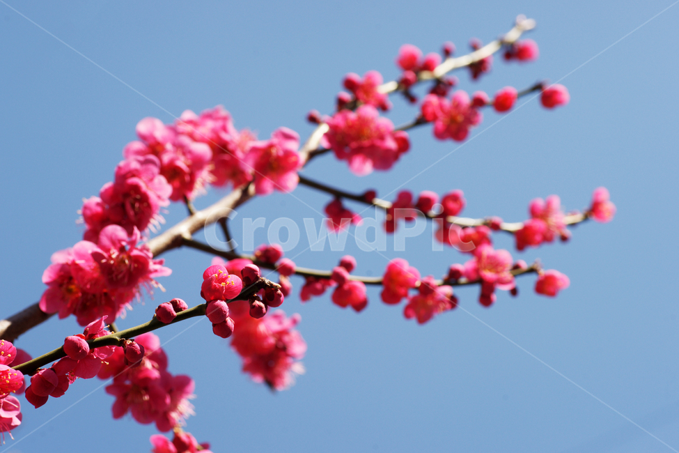 홍매화,매화,붉은색,봄,계절,봄,계절,spring,season,식물,자연,plants,nature,꽃,flower,plant