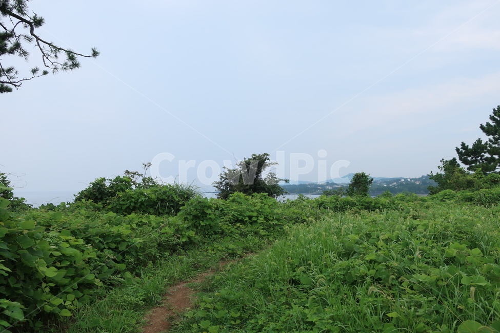 nature,제주도,자연,하늘,숲,초록,트레킹,올레길