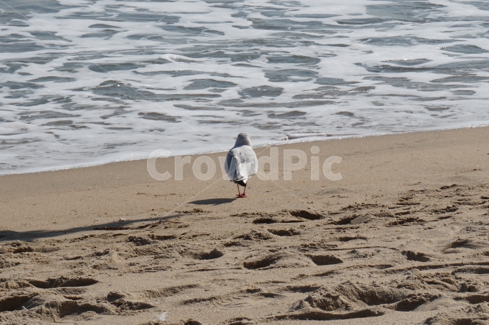 해변,바다,바닷가,모래,모래사장,갈매기,새,파도,beach,sea,sand,bird,해변,바다,beach,sea,동물,animal,조류,새,birds