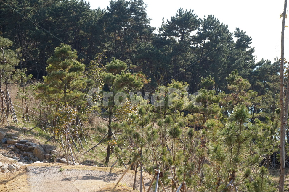 자연,나무,겨울나무,겨울풍경,등산로,자연,풍경,nature,landscape,한국자연풍경,한국자연경관,korea nature landscape,plant,식물,tree