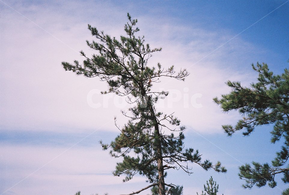 필름,필름사진,film,바다,sea,자연,nature,섬,island,나무,식물,자연,plants,nature,나무,trees,wood
