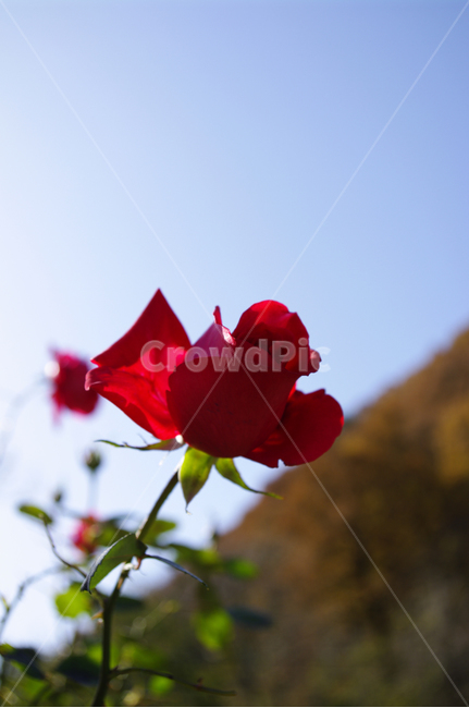 식물,plant,꽃,flower,장미,식물,자연,plants,nature,꽃,flower