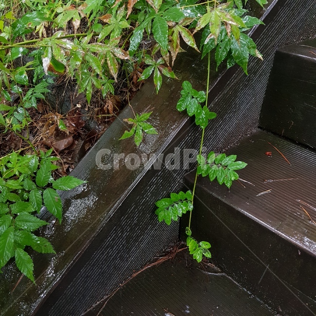 plant,식물,비오는날,숲,rain,장마,식물,자연,plants,nature
