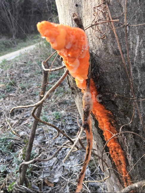 나무,버섯,자연,들판,붉은버섯,야외,버섯,mushroom