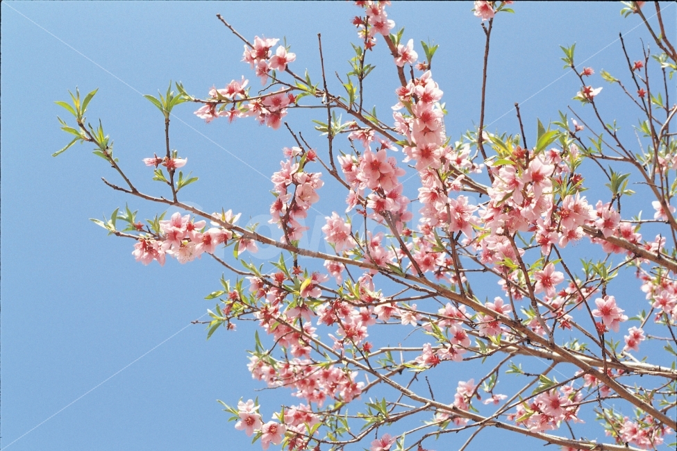 꽃,분홍꽃,배경,봄,나뭇가지,동양적,하늘,파랑,분홍,봄,계절,spring,season,식물,자연,plants,nature,꽃,flower,plant,blossom