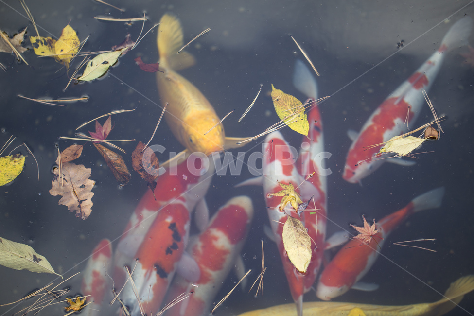연못,잉어,물고기,비단잉어,관상어,가을,낙엽,칼라풀,노란잉어,헤엄,동물,animal,어류,물고기,fish