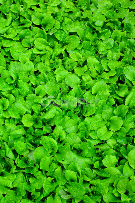채소,야채,쌈채소,음식,식재료,food,green,fresh,신선한,싱싱한,plant,건강식품,푸성귀,건강식,vegetable,상추,채소밭,어린,세로사진,섬유질,다이어트,이슬,물방울,식물,자연,plants,nature,음식,식재료,요리,food,cook,meal,dishes,food reserves,채소,야채,vegetables