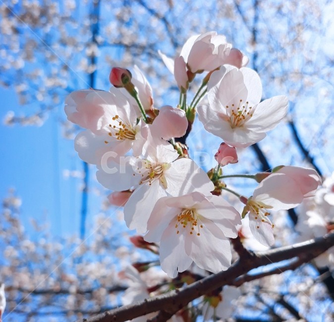 꽃,벚꽃,봄,벚꽃나무,핑크,분홍,spring,flower,식물,자연,plants,nature,꽃,flower