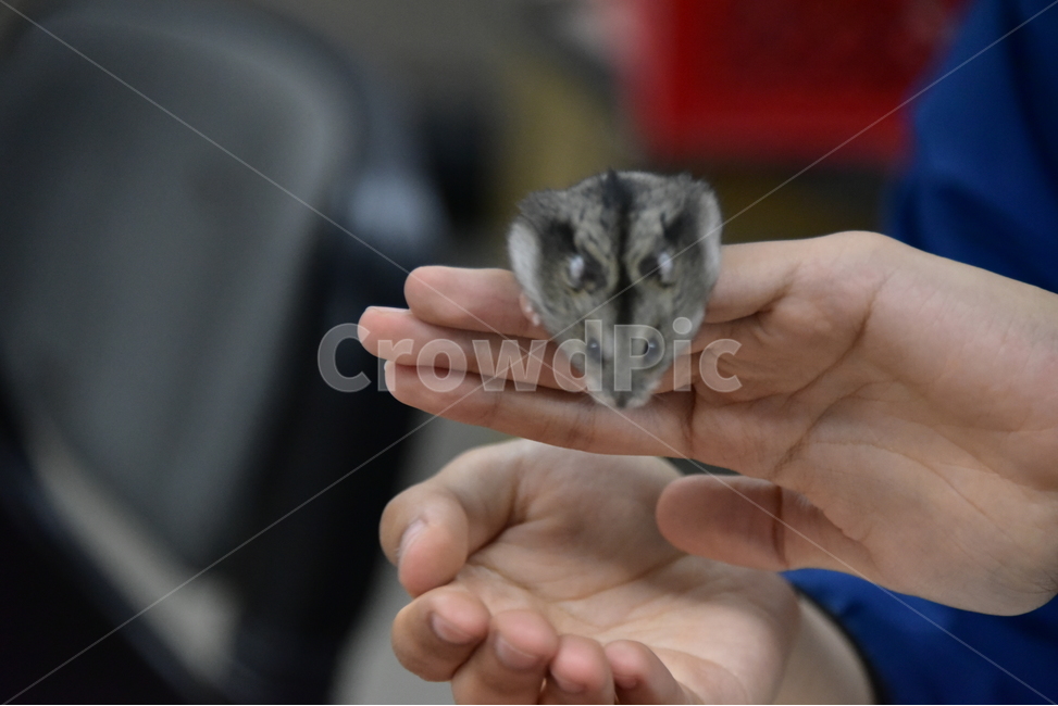 햄스터,동물,애완동물,포유류,펫,귀여움,귀여운,hamsters,mammals,pets,pet,cute,동물,animal,포유류,mammal