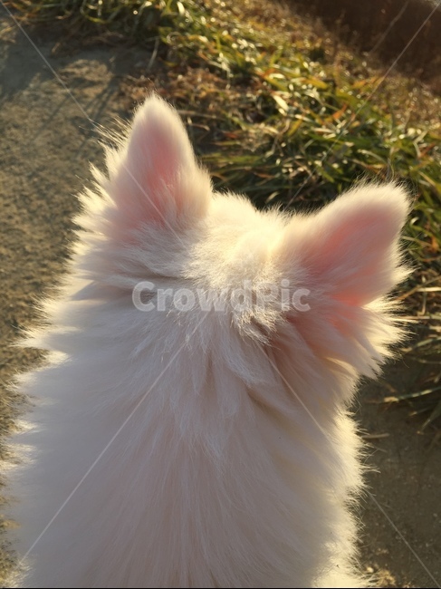 강아지뒷모습,강아지,개,산책,뒷모습,평화로움,귀여운,핑크귀,하얀털,흰털,cute,반려견,반려동물,스피츠,폼피츠,산책로,dog,puppy,back,동물