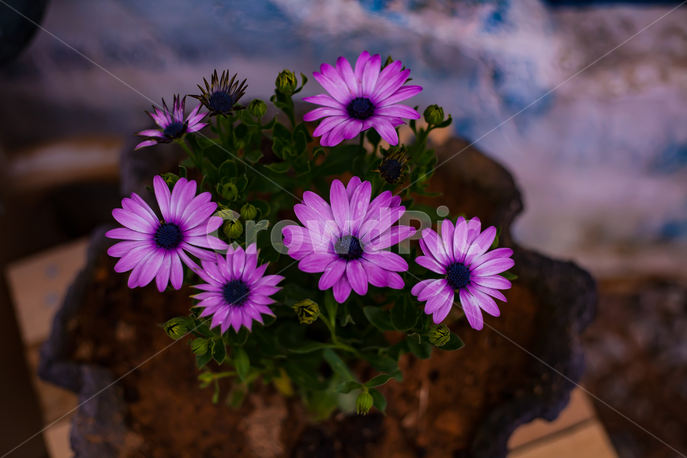 꽃,식물,보라색,flower,flowers,자연,접사,plants,nature,실내용화초,화분,화초,house plant