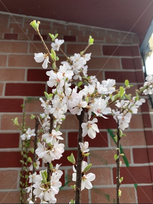봄꽃,꽃,희망,자연,힐링,식물,자연,plants,nature,꽃,flower