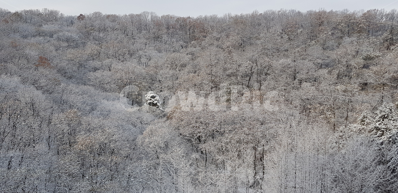 산,눈,함박눈,설산,나무,수리산