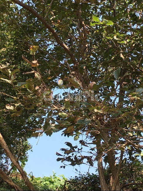 tree,나무,plant,식물,하늘,자연