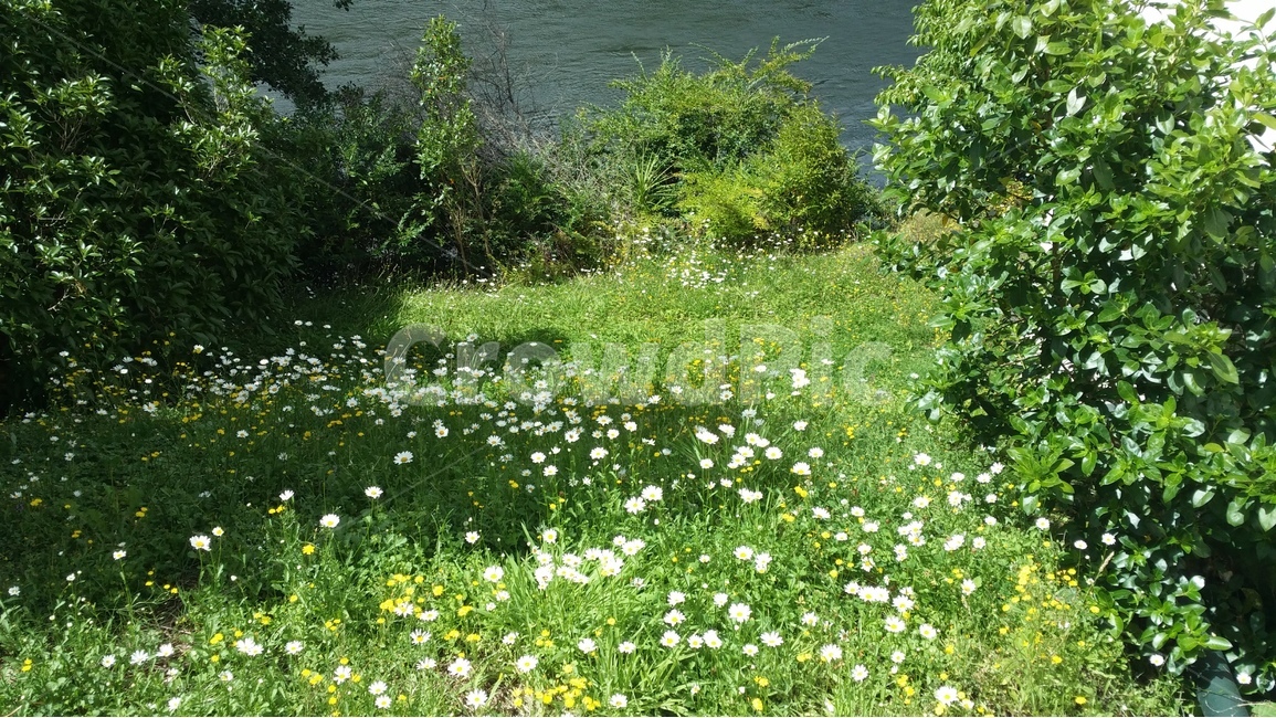 강변,들꽃,강물,녹음,여름,자연,풍경,nature,landscape,outdoors,옥외,grassland,목초지,field,들