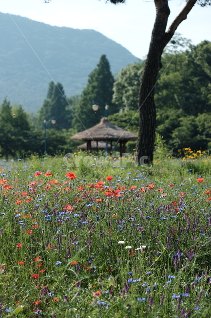 들꽃,꽃,야생화,flower,wildflower,꽃밭