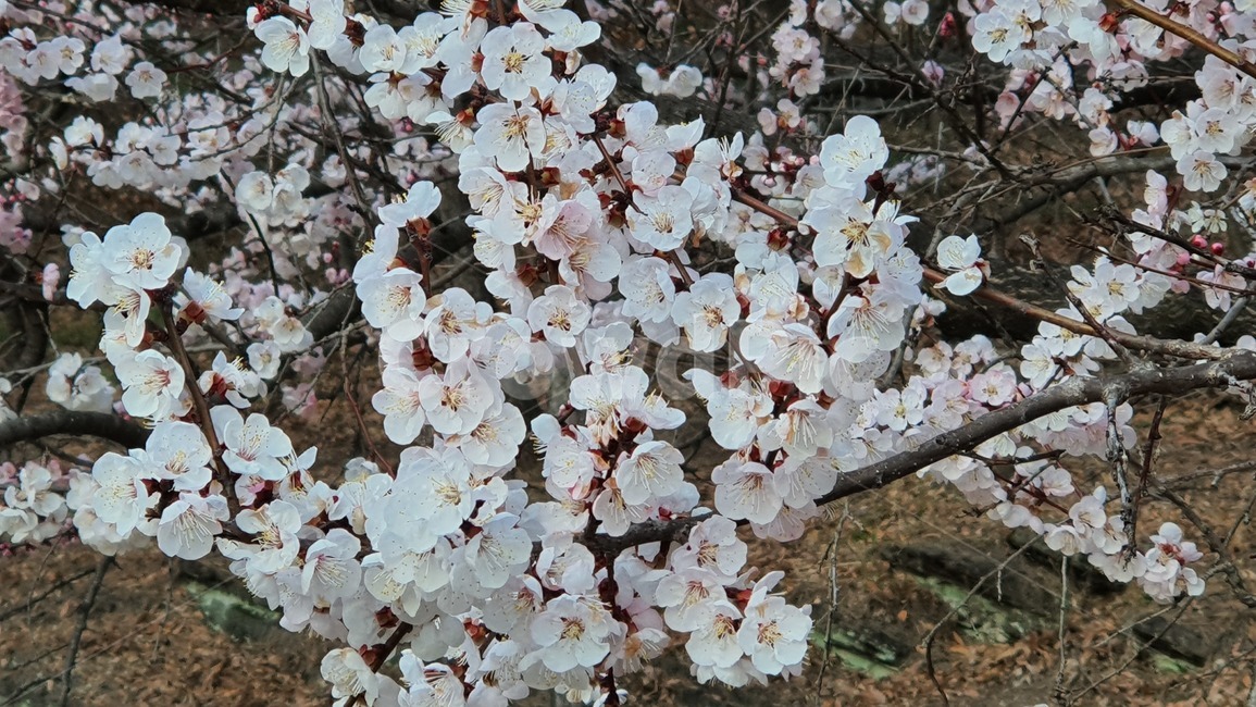 plant,식물,꽃,벚꽃,flower