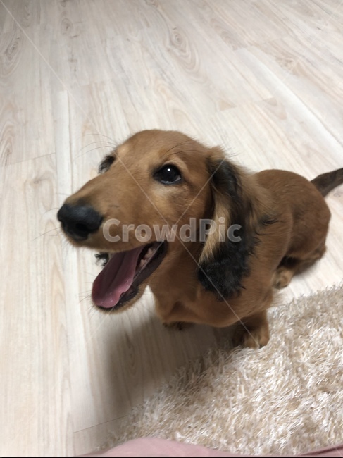 longhaired dachshund,puppy,dachshund,dog,pet dog