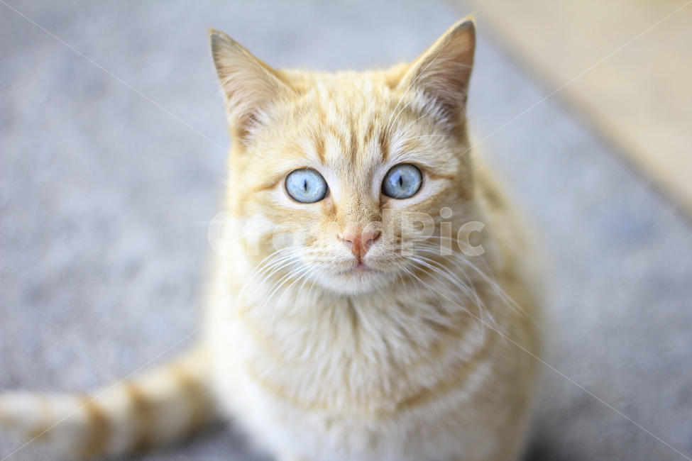 고양이,동물,길고양이,cat,고양이눈,동물,animal,포유류,mammal,고양이,cat,kitten,kitty