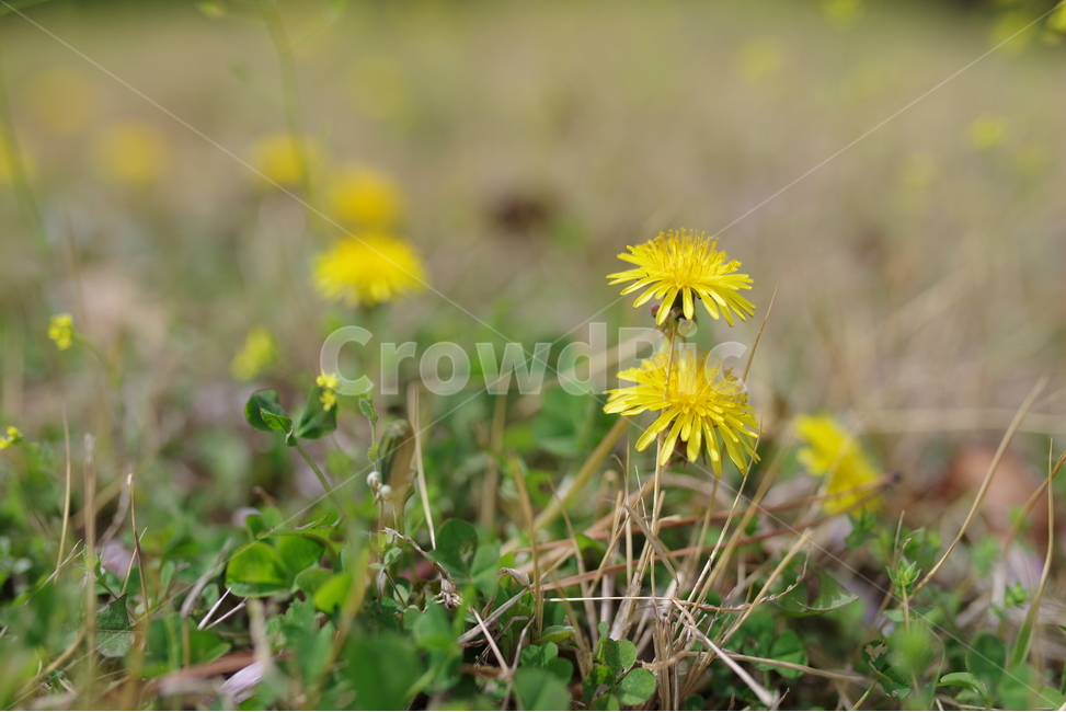 Outfocusing,korea,background,yellow,flower garden,Emotion,dandelion