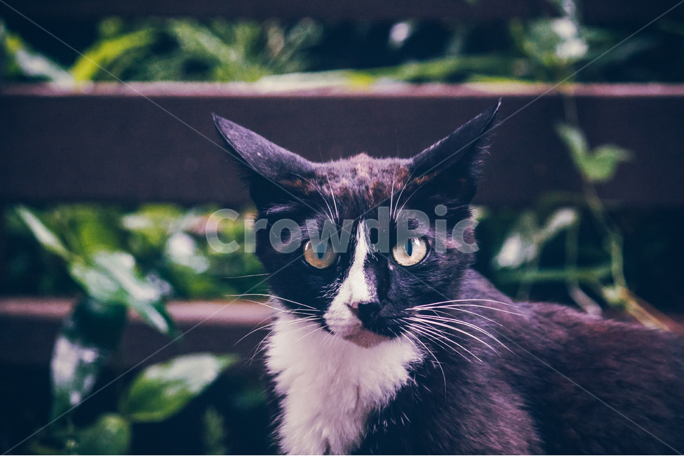 고양이,길냥이,캣,귀여운,예쁜,길고양이,숩,산책,우연히,동물,animal,포유류,mammal,고양이,cat,kitten,kitty,감성,sensible,feeling