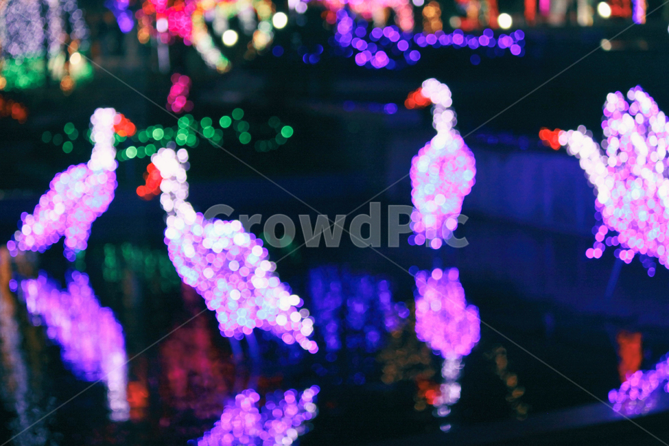 빛,빛축제,축제,야경,빛망울,풍경,도시,도심,light,festival,lightfestival,night,nightphotogrpahy,밤,저녁,city,urban,보케,landscape,야경,밤,풍경,nightscape,night,landscape,축제,행사,festival,carnival,event