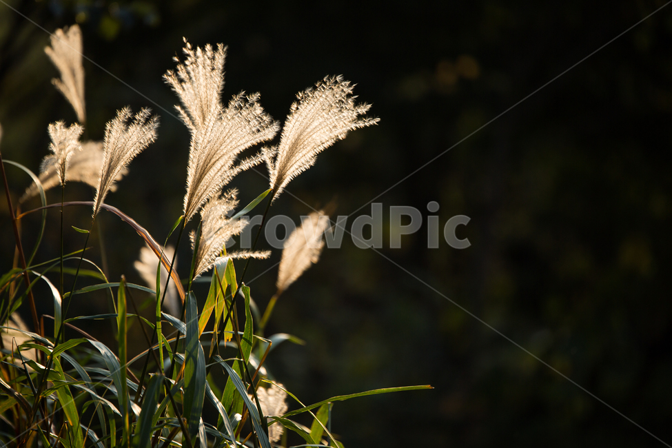 억새,자연,식물,하늘,plant,식물,자연,plants,nature