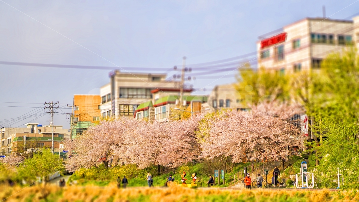 봄,벚꽃,자연,배경,이미지,풍경,따스함,자연,풍경,nature,landscape,봄,계절,spring,season,plant,식물,flower,꽃,blossom