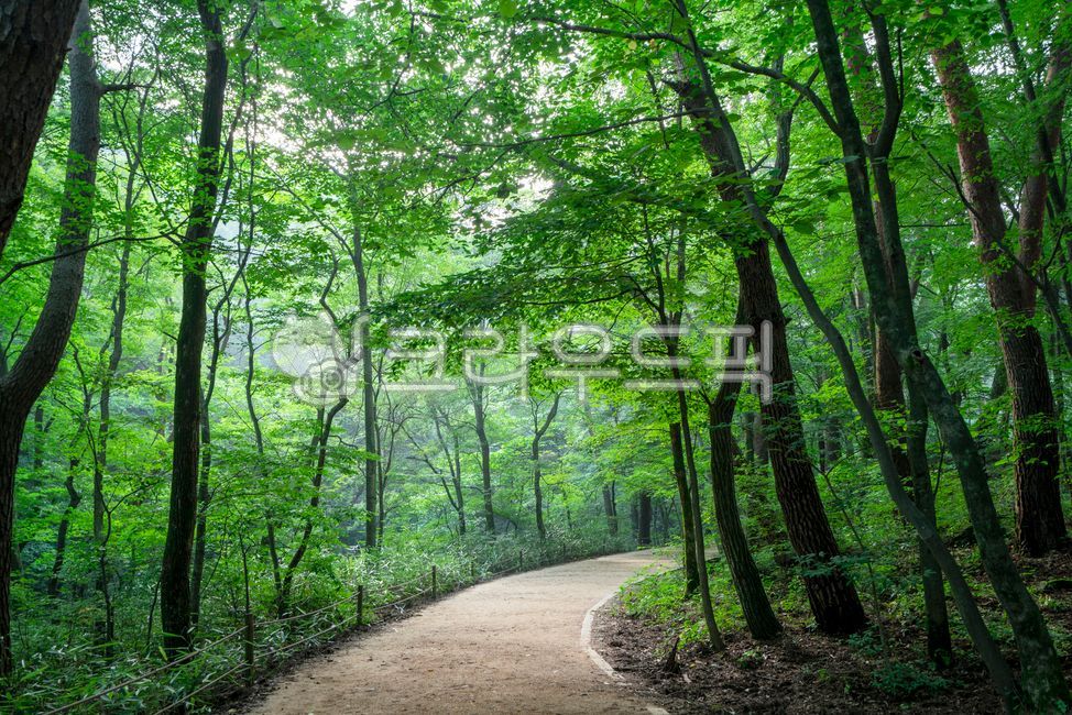 forest,spring forest,nature,woodland,tree,vegetation,fresh green,spring,path,trail,trace,outdoors,road,fresh,forest road