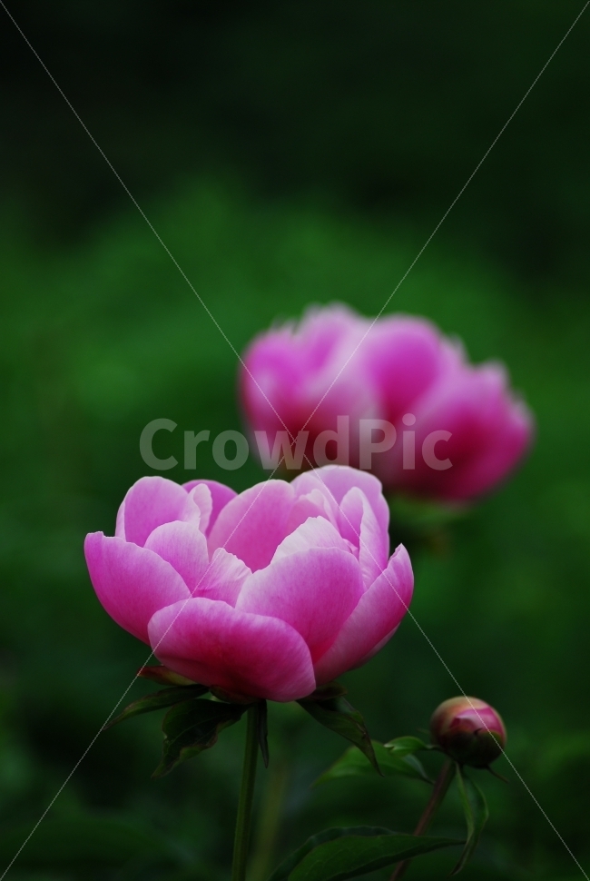 작약꽃,꽃,약재,연꽃과비슷함,붉은색,식물,자연,plants,nature,꽃,flower,감성,sensible,feeling