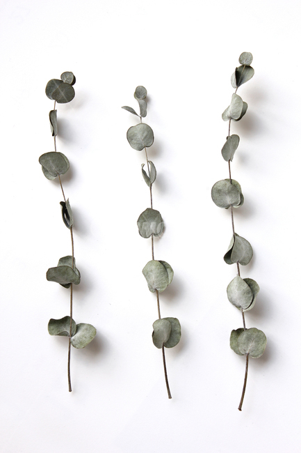 dead,death,decoration,dry,eucalyptus,eucalyptusleaves,green,isolated,leaf,natural,nature,object,plant,white,말린,드라이,건조,말려놓은,건조한,유칼립투스,유칼립투스잎,잎,나뭇잎,잎사귀,줄기,자연,식물,흰배경,그린,녹색,탑앵글,탑뷰,식물,자연,plants,nature
