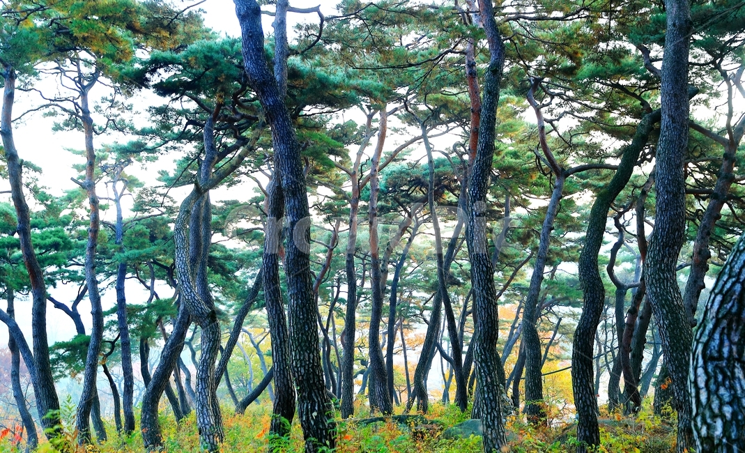 봉곡사,소나무,숲,나무,소나무숲,식물,자연,plants,nature,나무,trees,wood