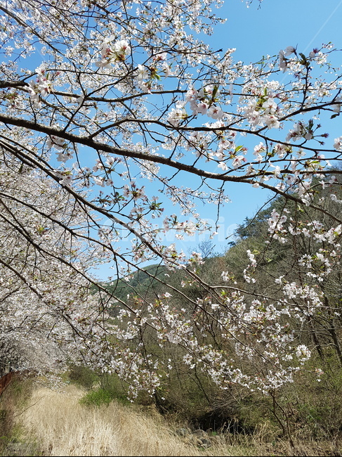 봄,벗꽃,벗나무,식물,꽃,나뭇가지,봄,계절,spring,season