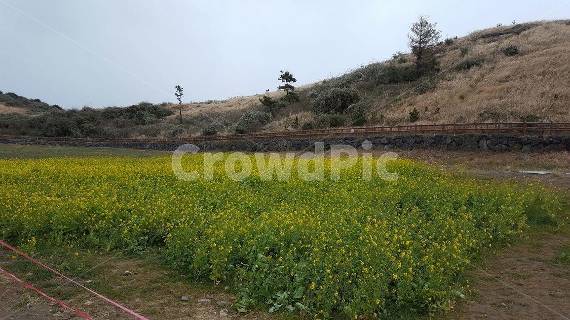 제주도,꽃,나무,꽃밭,유채꽃,자연,풍경,nature,landscape,grassland,목초지,field,들,outdoors,옥외