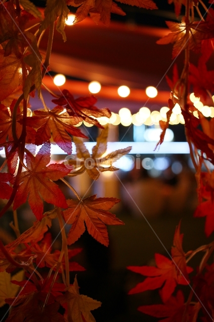 단풍,단풍잎,조명,보케,빛망울,bokeh,autumnleaves,lighting,light,lamp