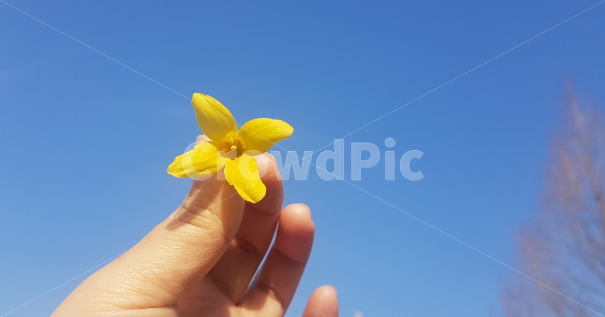 blossom,flower,꽃,식물,봄,개나리,human,인간,person