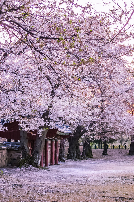 벚꽃,노을,sunset,꽃,blossom,plant,봄,계절,spring,season,식물,flower,cherry blossom