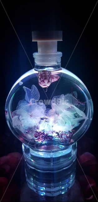 꽃,조명,light,분위기,선물,식물,자연,plants,nature,꽃,flower