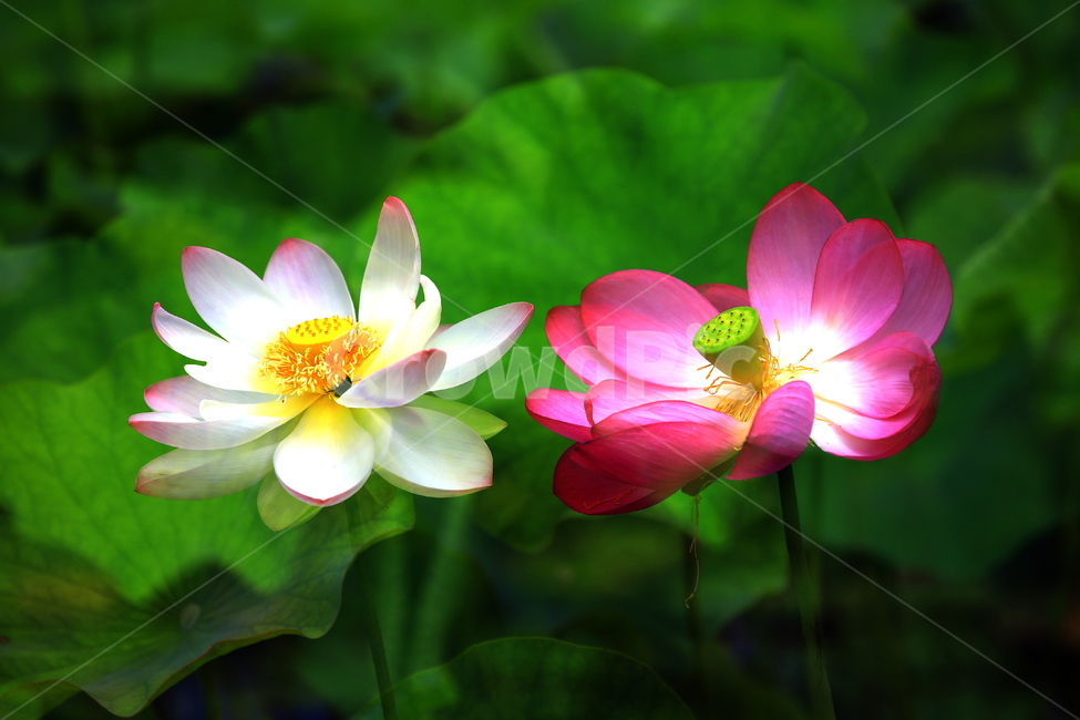 연,백연,홍연,부용,만다라화,식물,자연,plants,nature,꽃,flower