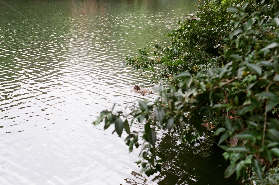 water,물,outdoors,옥외,네추럴,자연,nature,오리,duck,강,river,tree,나무,강가,자연,풍경,nature,landscape
