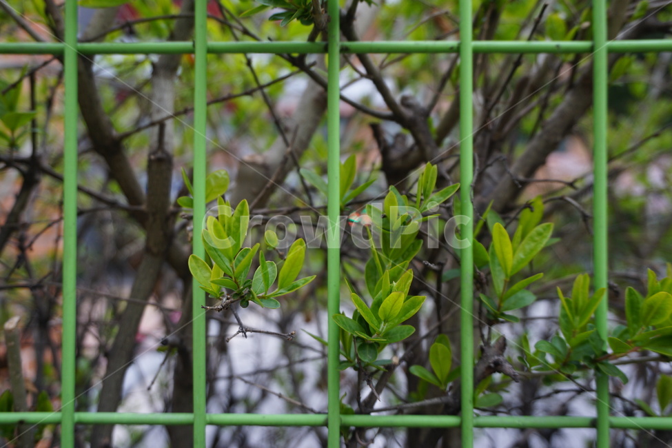 초록색,잎,잎파리,식물,초록,색감,green,초록색감,초록식물,나무,철창,연두색,식물,자연,plants,nature
