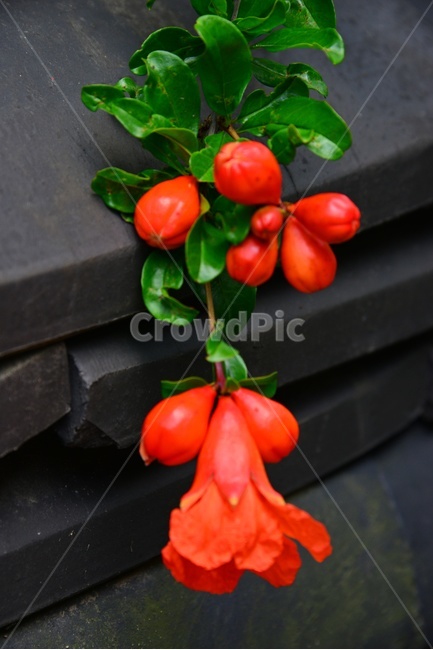 plant,식물,blossom,flower,꽃,leaf,잎,석류,석류꽃