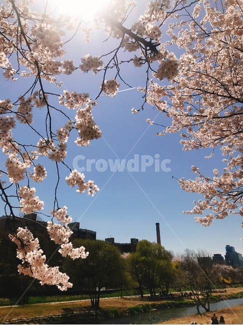봄,4월,벚꽃,햇살,봄날,spring,봄햇살